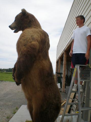 Kodiak Brown Bear | Taxidermy West